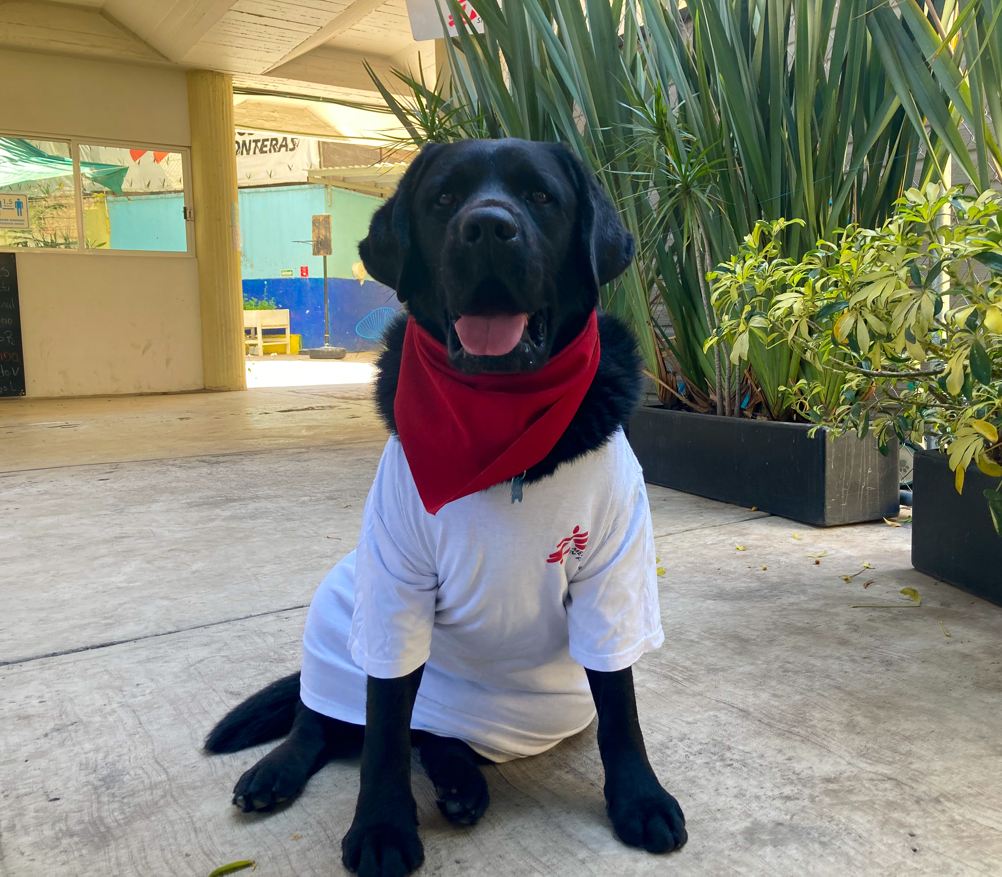 Onnie, perrito terapeuta de MSF
