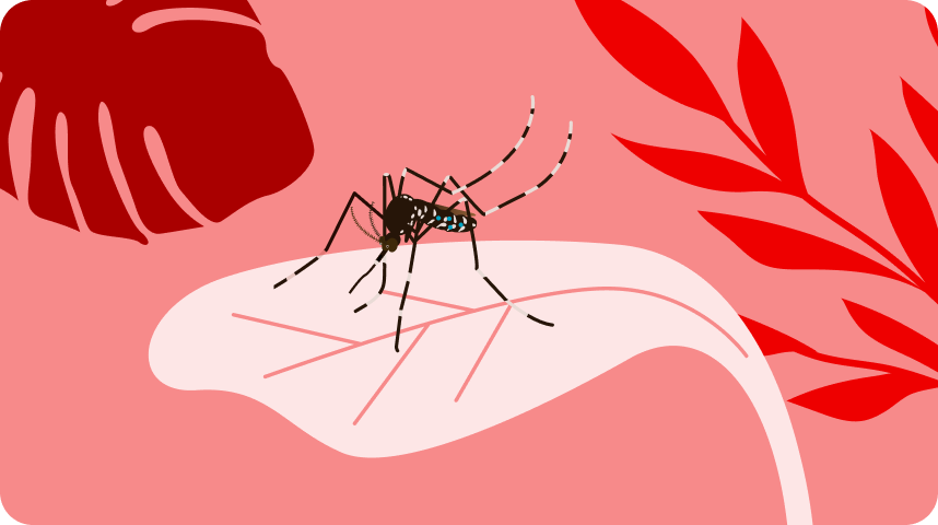 Mosquito con wolbachia para combatir el dengue