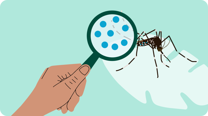Los mosquitos ayudan a combatir el dengue - Método Wolbachia