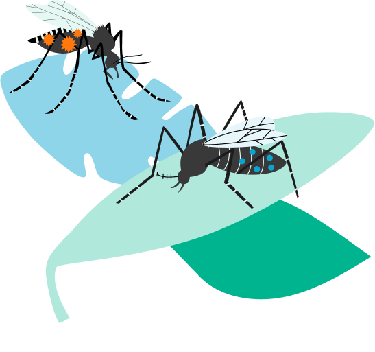 Mosquitos / zancudos con wolbachia - dengue