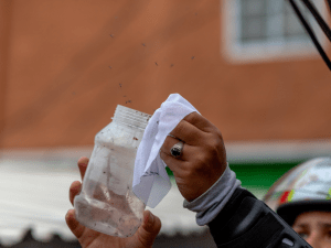 Médicos Sin Fronteras concluye con éxito las liberaciones de mosquitos con Wolbachia en Tegucigalpa, Honduras