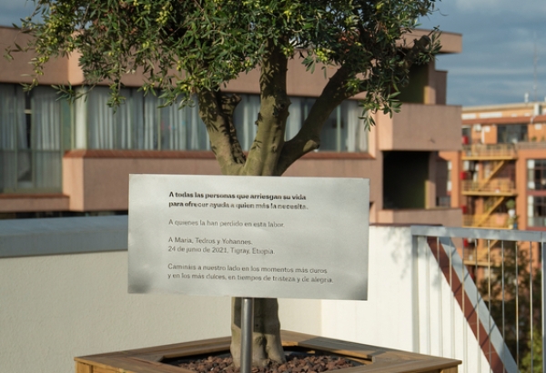 Este olivo se encuentra en nuestra oficina de Médicos Sin Fronteras en Barcelona. Está dedicado "A todas las personas que arriesgan su vida para ofrecer ayuda a quien más la necesita. A quienes la han perdido en esta labor. A María, Tedros y Yohannes.