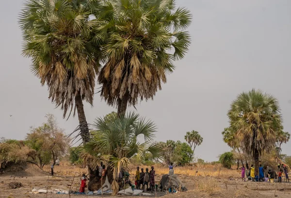 Familias desplazadas por la violencia reciente viven bajo palmeras en Thanakuach, estado de Jonglei, Sudán del Sur.