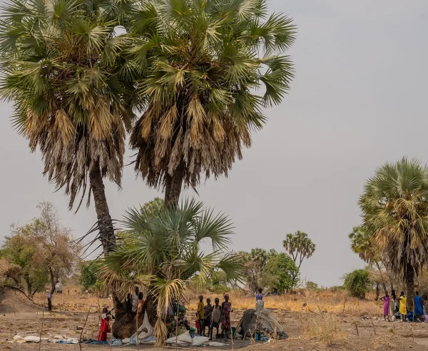 Familias desplazadas por la violencia reciente viven bajo palmeras en Thanakuach, estado de Jonglei, Sudán del Sur.